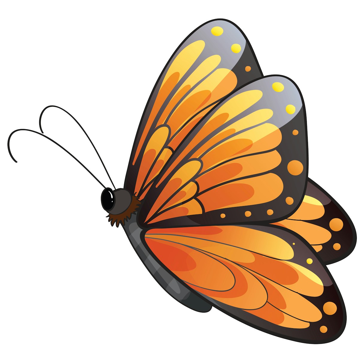 hand drawn butterfly